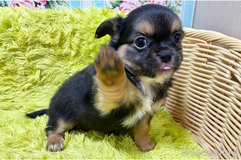 成約済の秋田県のミックス犬-322115の4枚目