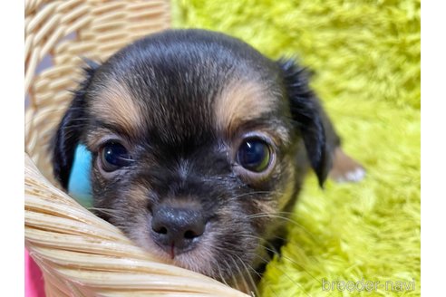 成約済の秋田県のミックス犬-322115の5枚目