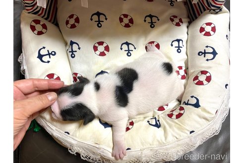 成約済の佐賀県のフレンチブルドッグ-321772の3枚目