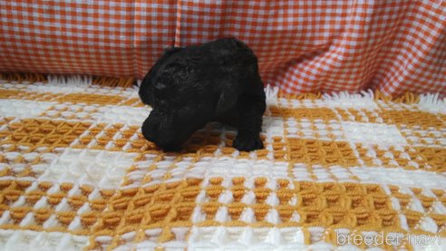 成約済の群馬県のスタンダードプードル-321838の2枚目