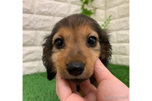 成約済の岡山県のミニチュアダックスフンド(ロングヘアード)-321732の1枚目
