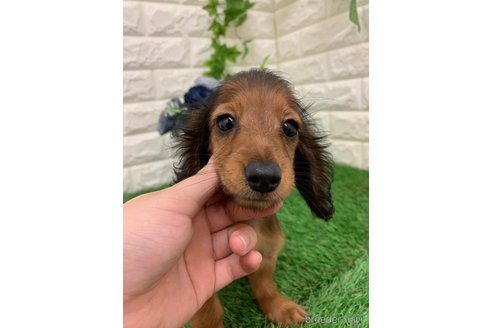 成約済の岡山県のミニチュアダックスフンド(ロングヘアード)-321730の3枚目