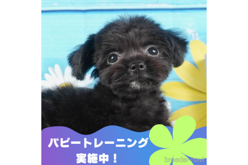 成約済の静岡県のチワプー:チワワ×トイプードル-316676の1枚目