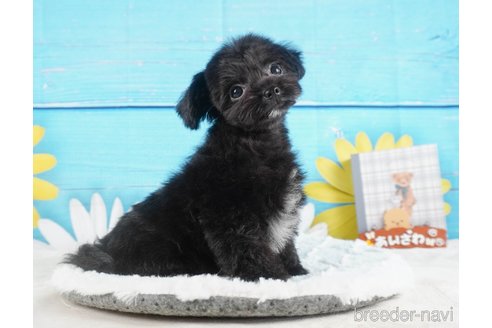 成約済の静岡県のチワプー:チワワ×トイプードル-316676の4枚目