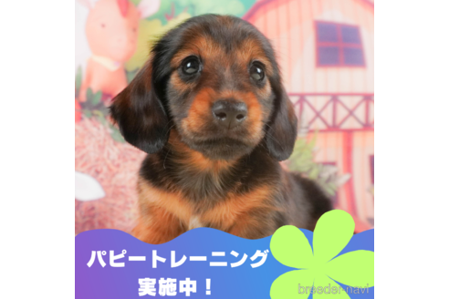 成約済の静岡県のミニチュアダックスフンド(ロングヘアード)-318096の1枚目