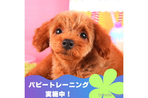 成約済の静岡県のトイプードル-315857の7枚目