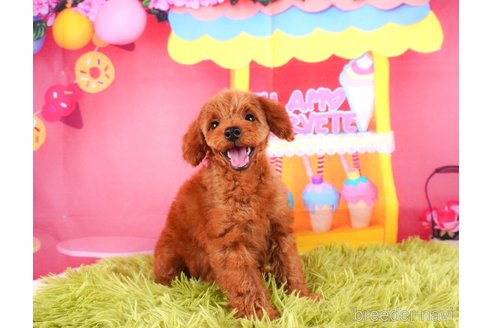 成約済の静岡県のトイプードル-315857の6枚目