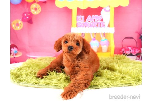 成約済の静岡県のトイプードル-315857の5枚目