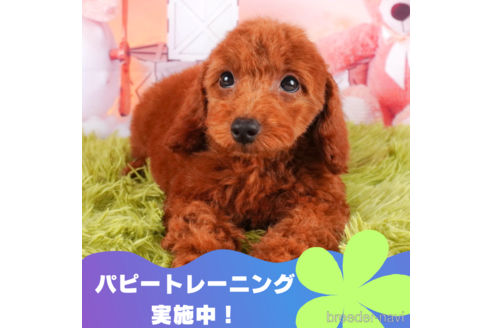成約済ののトイプードル-315860