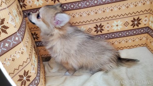 成約済の岐阜県のポメチワ:ポメラニアン×チワワ-311775の4枚目