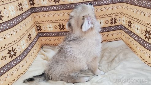 成約済の岐阜県のポメチワ:ポメラニアン×チワワ-311775の5枚目