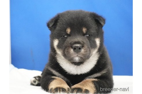 成約済の愛知県の柴犬-321871の11枚目