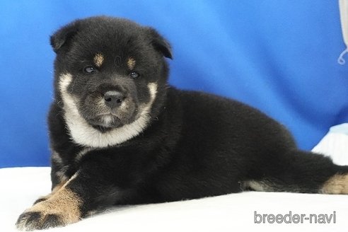 成約済の愛知県の柴犬-321871の7枚目