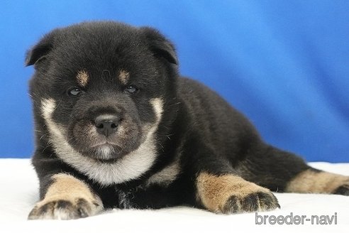 成約済の愛知県の柴犬-321871の8枚目