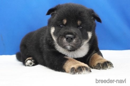 成約済の愛知県の柴犬-321871の10枚目