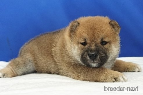 成約済の愛知県の柴犬-321872の7枚目