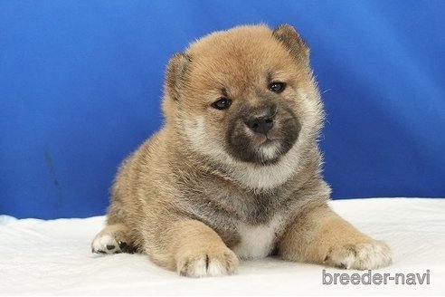 成約済の愛知県の柴犬-321872の8枚目