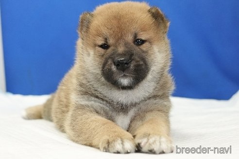 成約済の愛知県の柴犬-321872の9枚目