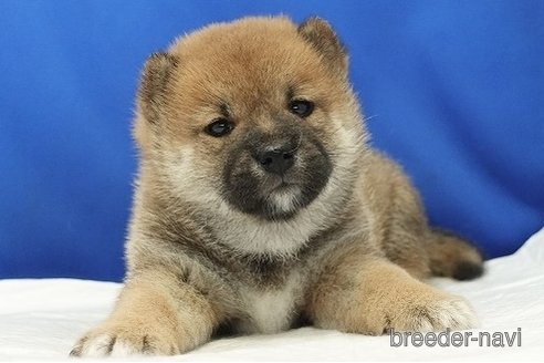 成約済の愛知県の柴犬-321872の10枚目