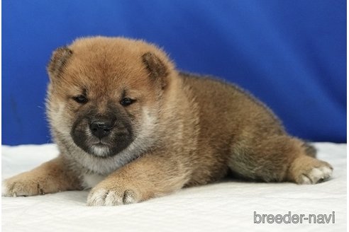 成約済の愛知県の柴犬-321872の11枚目