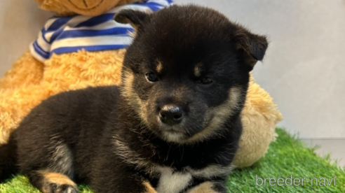 成約済の神奈川県の柴犬-321886の1枚目