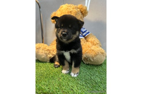 成約済の神奈川県の柴犬-321886の2枚目
