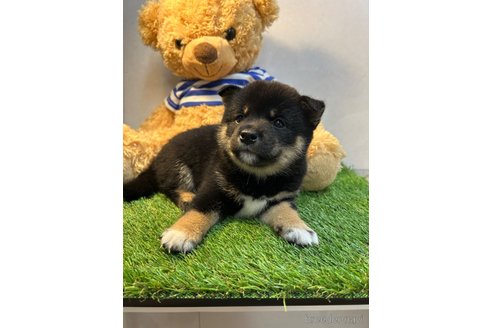 成約済の神奈川県の柴犬-321886の3枚目