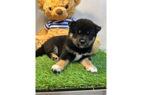 成約済の神奈川県の柴犬-321886の4枚目
