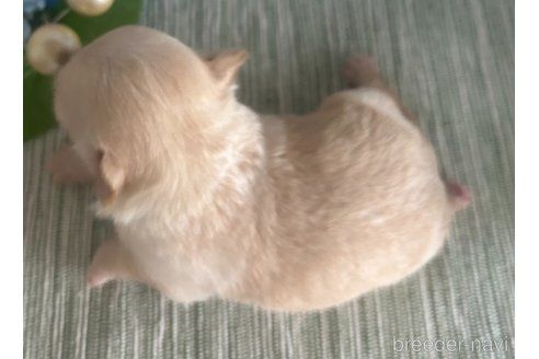 成約済の愛媛県のチワワ(ロングコート)-321894の10枚目
