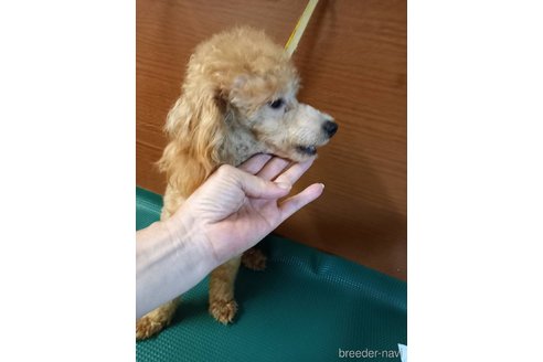 成約済の鹿児島県のトイプードル-318438の4枚目