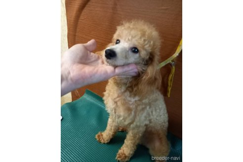 成約済の鹿児島県のトイプードル-318438の3枚目