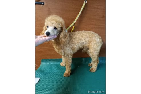 成約済の鹿児島県のトイプードル-318438の2枚目