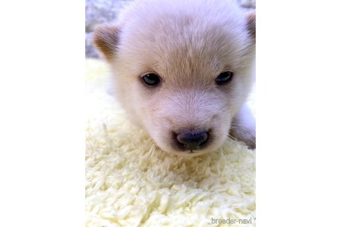 成約済の茨城県の豆柴-321900の4枚目