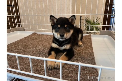 成約済の兵庫県の豆柴-321907の4枚目