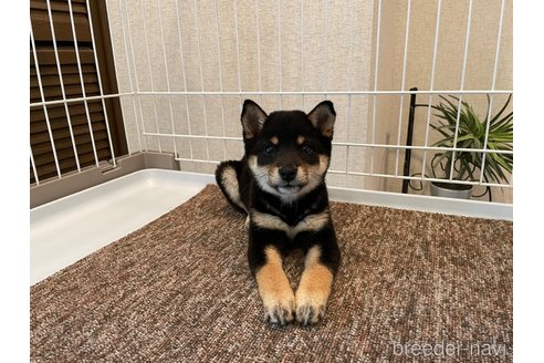成約済の兵庫県の豆柴-321907の3枚目