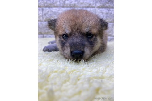 成約済の茨城県の豆柴-321905の2枚目