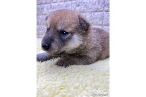 成約済の茨城県の豆柴-321905の4枚目
