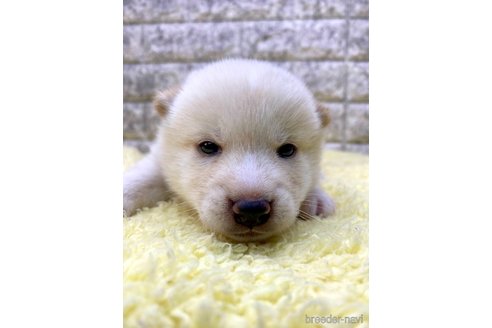 成約済の茨城県の豆柴-321906の4枚目