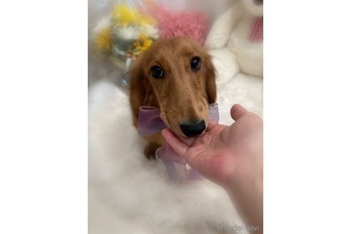 成約済の香川県のミニチュアダックスフンド(ロングヘアード)-272695の2枚目