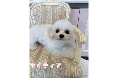 ライティアくん1枚目