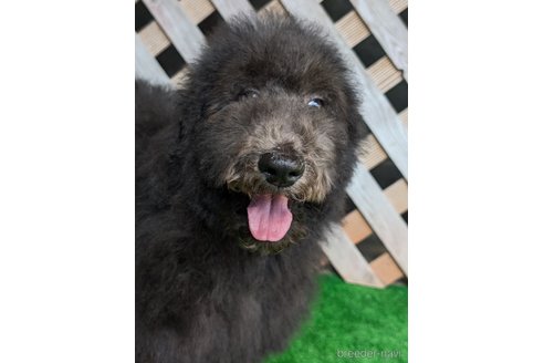 成約済の香川県のスタンダードプードル-311450の6枚目