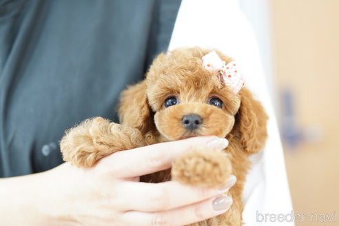 成約済の埼玉県のトイプードル-321920の4枚目