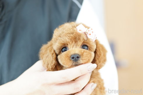 成約済の埼玉県のトイプードル-321920の3枚目