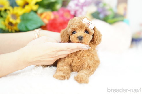 成約済の埼玉県のトイプードル-321920の2枚目