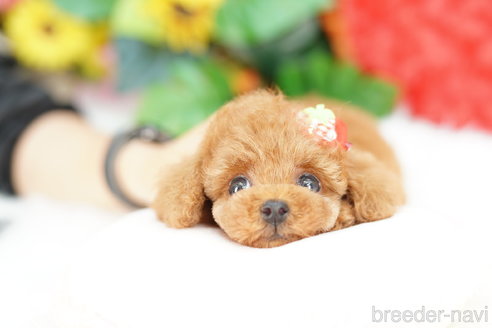 成約済の埼玉県のトイプードル-321928の4枚目