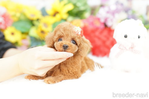 成約済の埼玉県のトイプードル-321928の3枚目