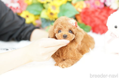 成約済の埼玉県のトイプードル-321928の2枚目