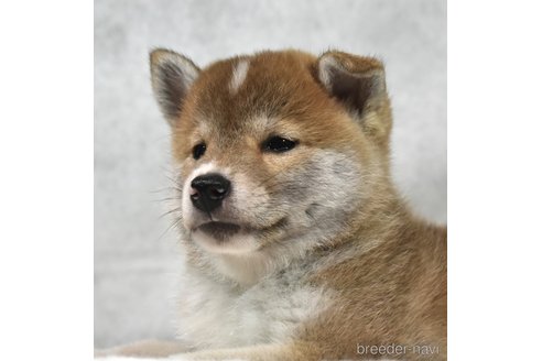 成約済の神奈川県の柴犬-321947の3枚目