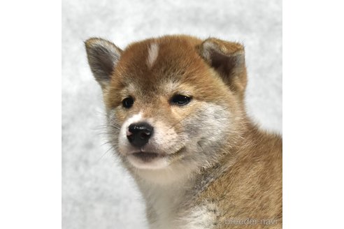 成約済の神奈川県の柴犬-321947の1枚目