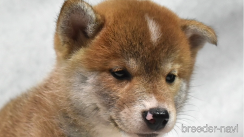 成約済の神奈川県の柴犬-321947の2枚目